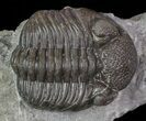Long Eldredgeops Trilobite - Paulding, Ohio #68371-2